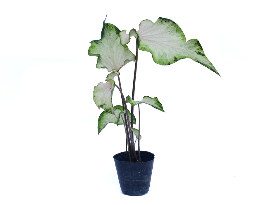 Caladium Sweet Jungle 'Wavy'