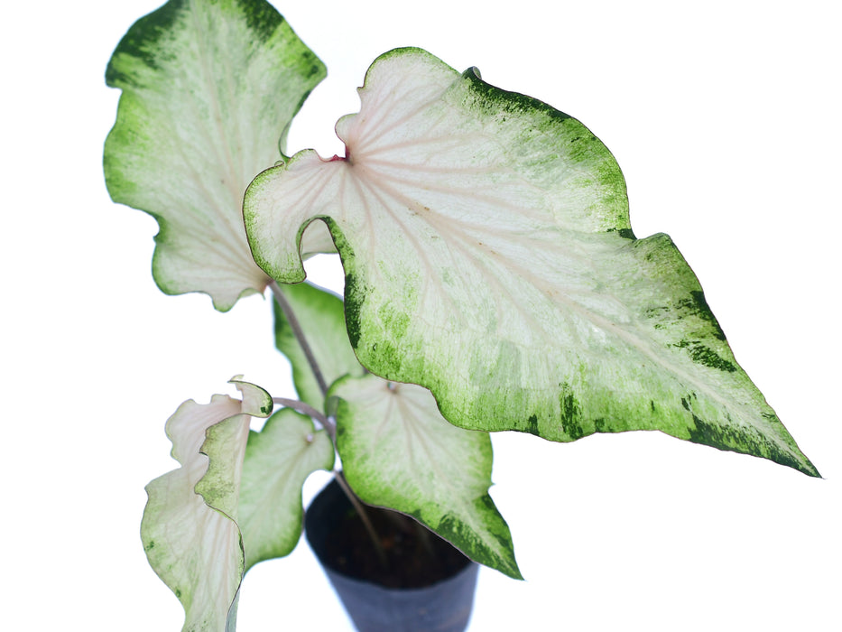 Caladium Sweet Jungle 'Wavy'