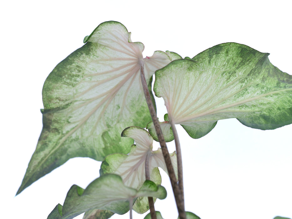 Caladium Sweet Jungle 'Wavy'