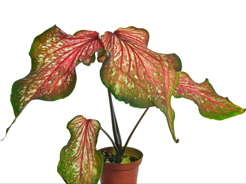 Caladium Thai Beauty