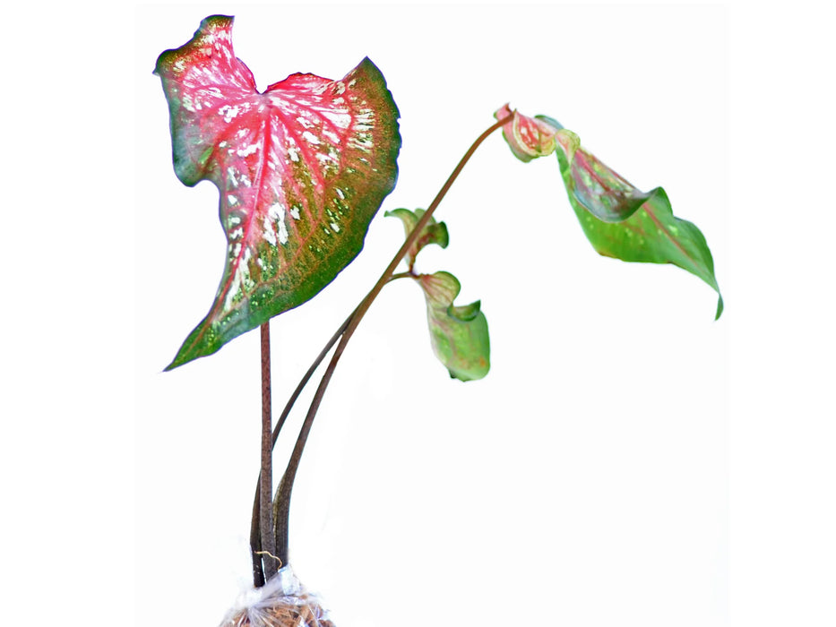 Caladium Thai Style