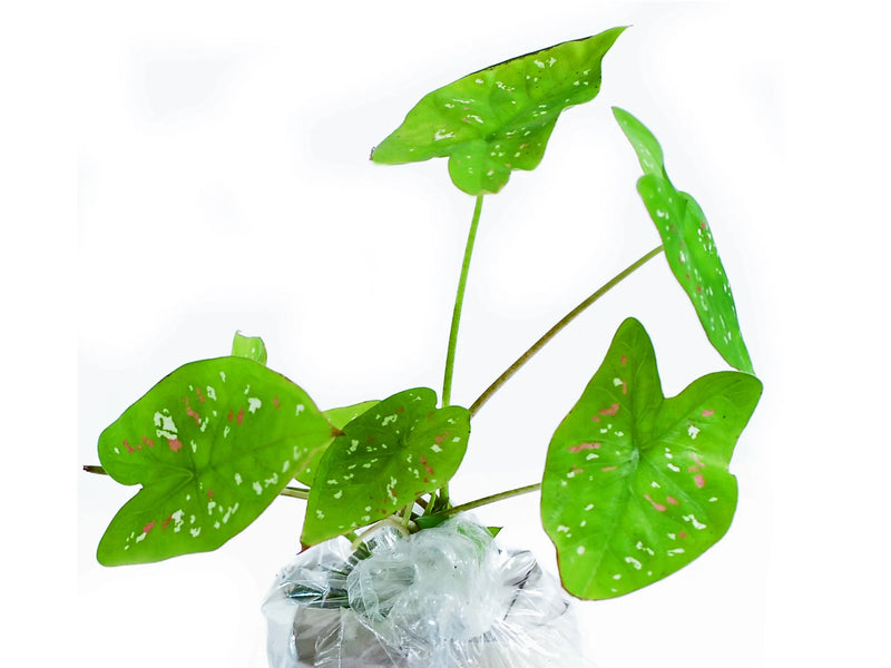 カラジウム　ビコロール 　\