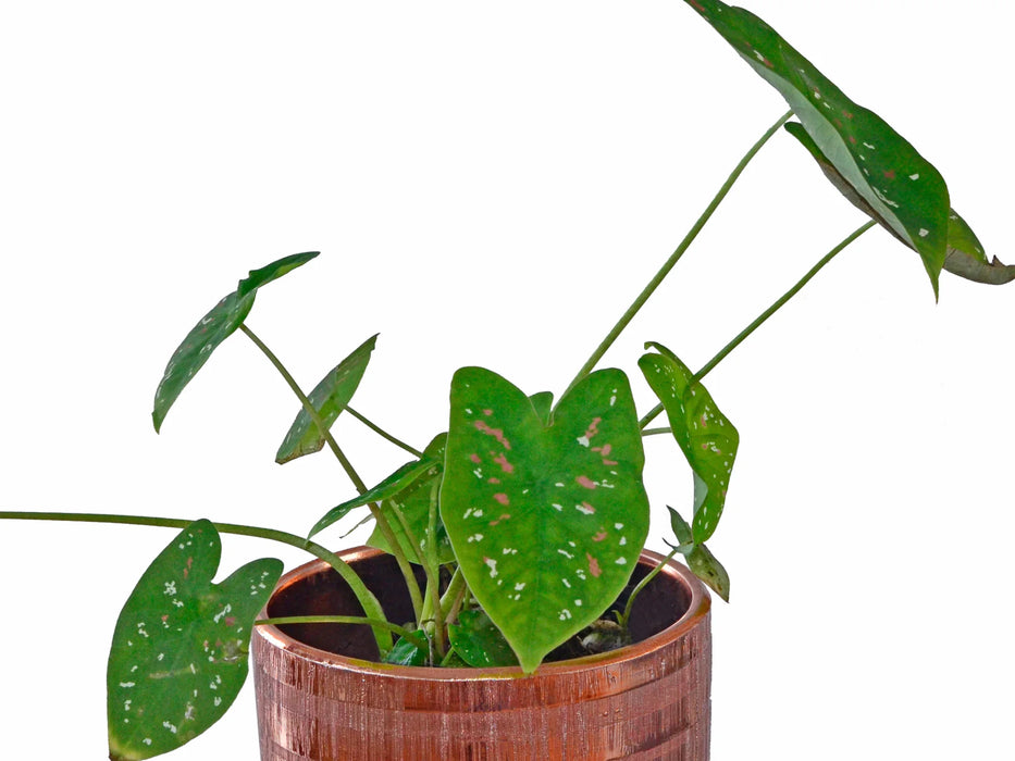 Caladium bicolor