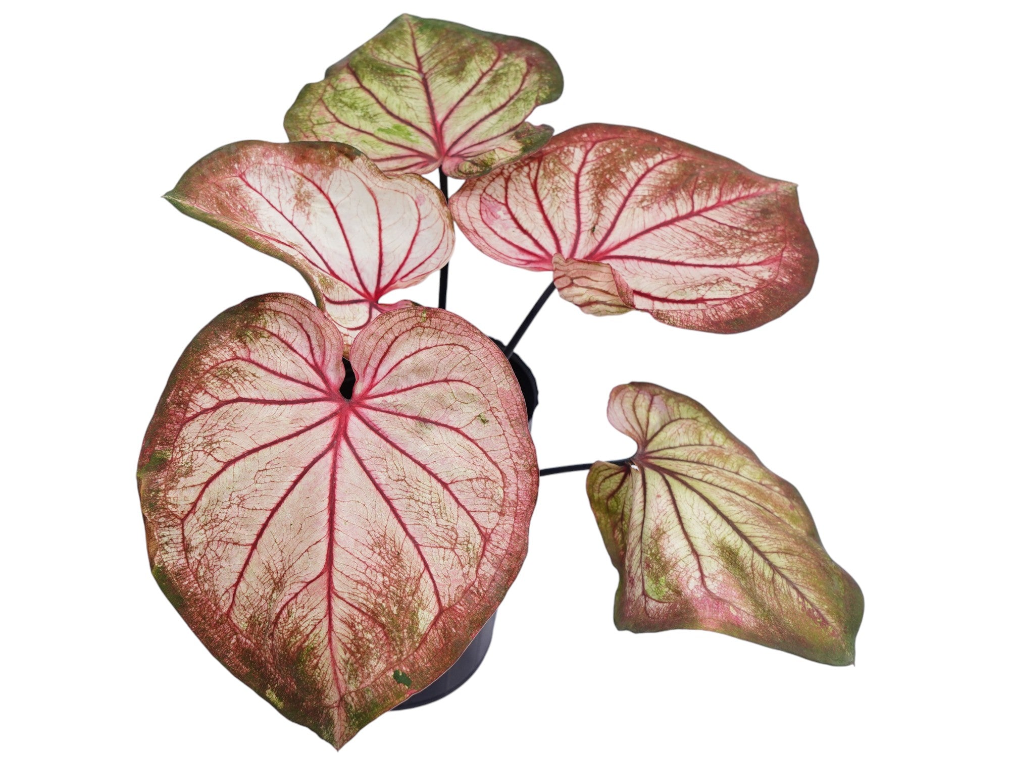 Caladium bicolor 'Peach Red Wine'