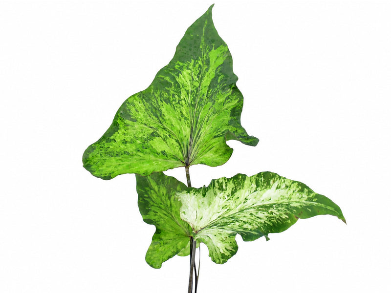 Caladium bicolor 'White Wing' x Cal. palaciosii