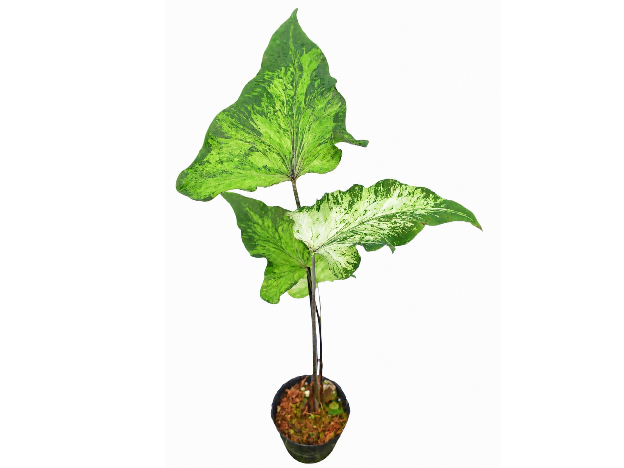 Caladium bicolor 'White Wing' x Cal. palaciosii
