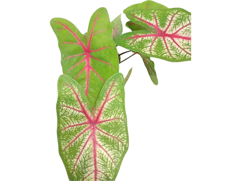 Caladium bicolor 'Red Heart'