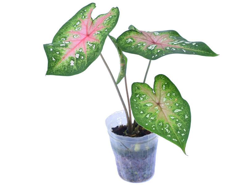 Caladium bicolor x Caladium hortulanum