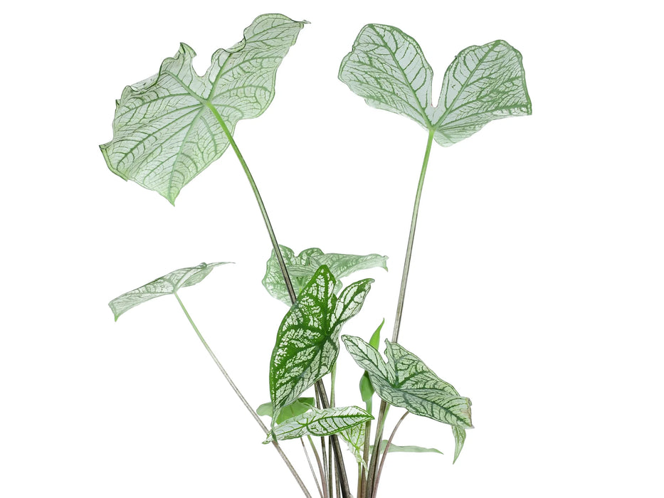 Caladium candidum