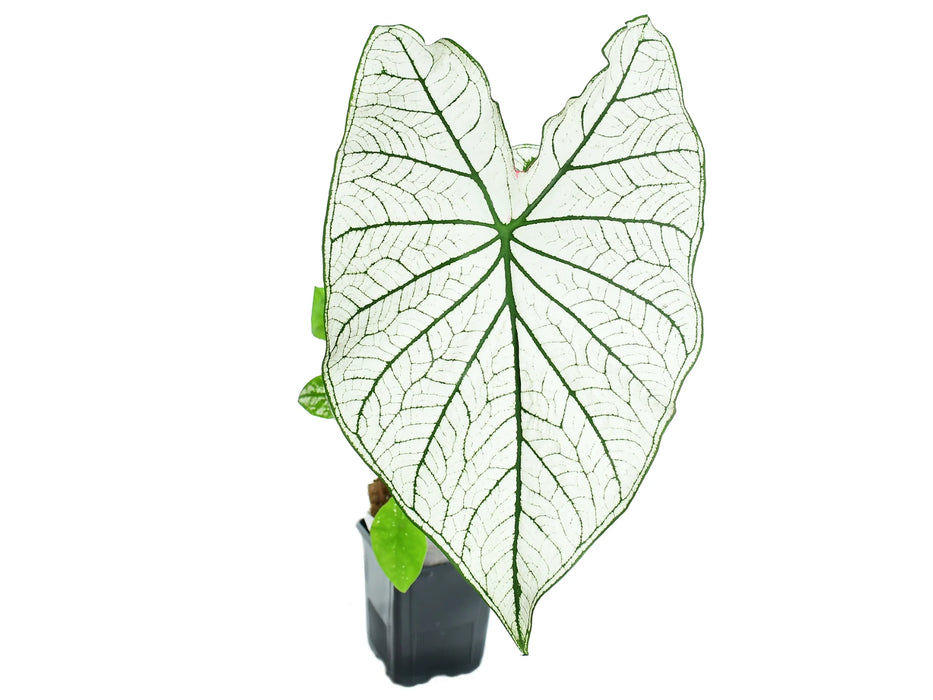 Caladium candidum