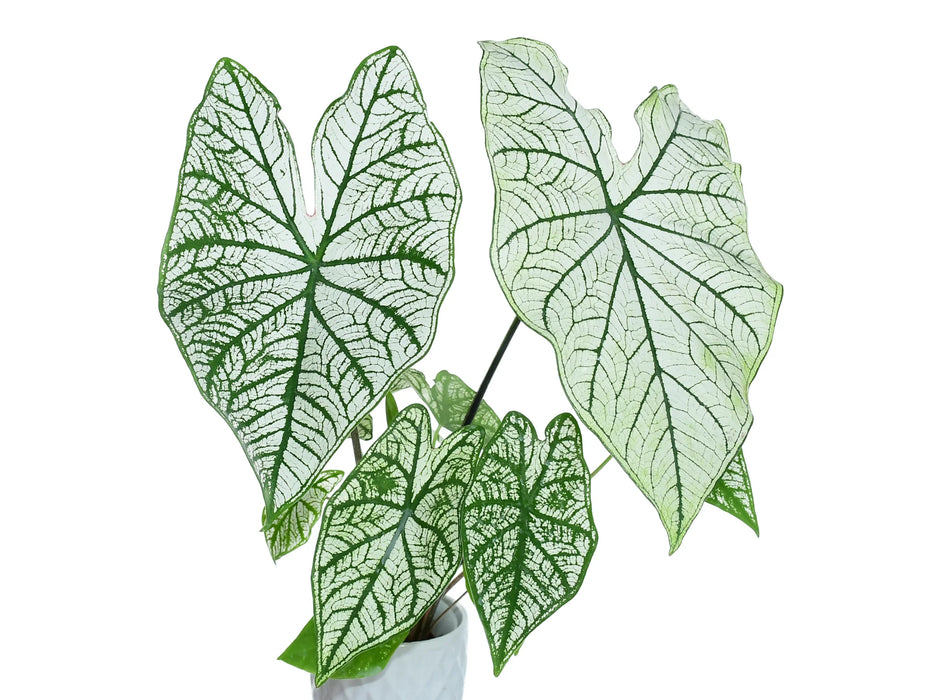 Caladium candidum