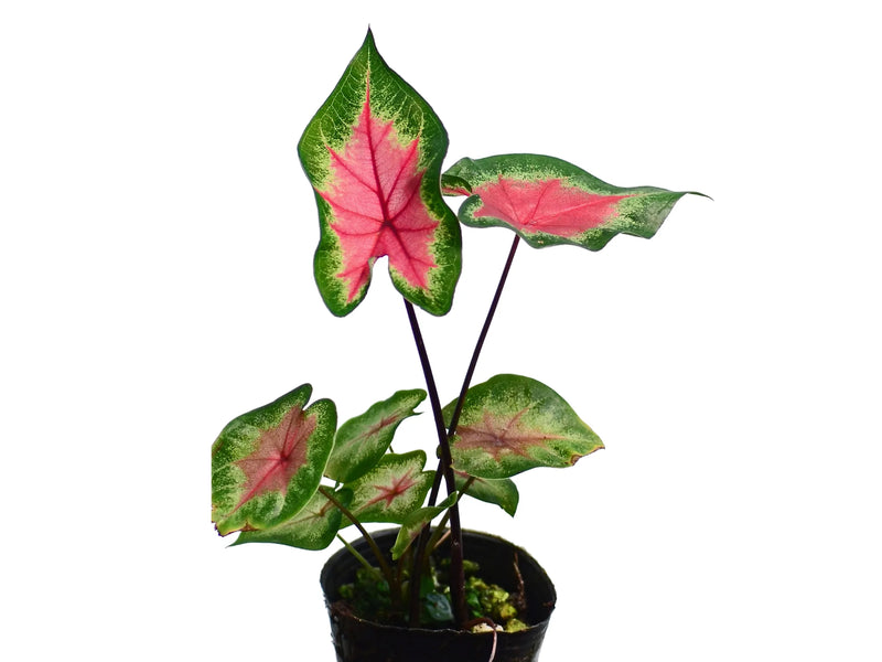 anthurium hortulanum Caladium hortulanum