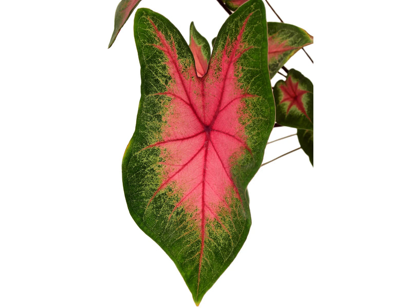 anthurium caladium Caladium hortulanum