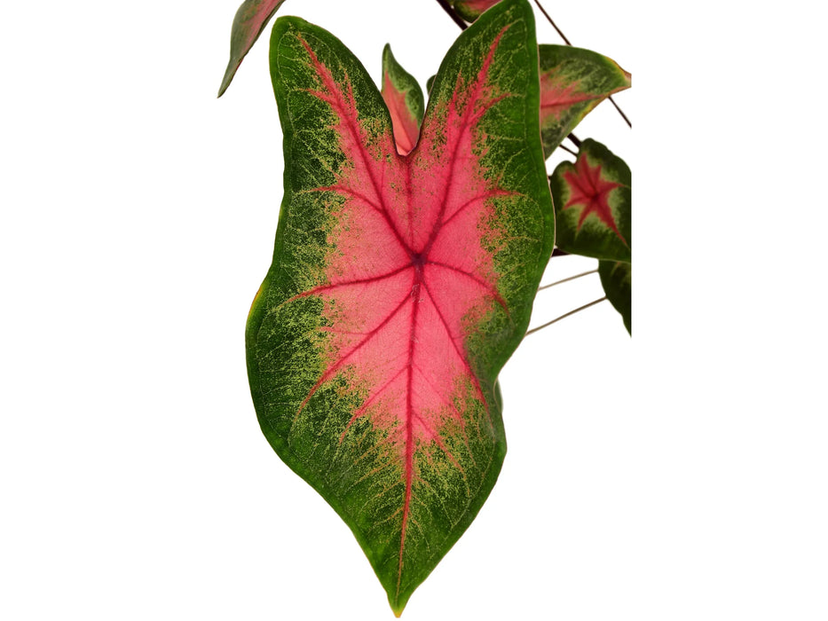 Caladium hortulanum