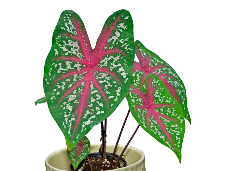 Caladium hortulanum 1