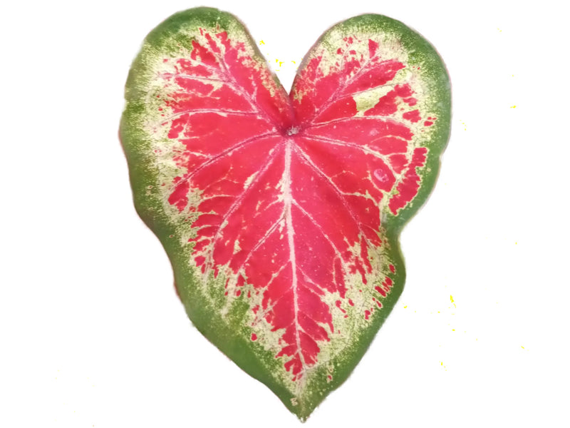 Caladium hortulanum 'Tickle Me Pink'