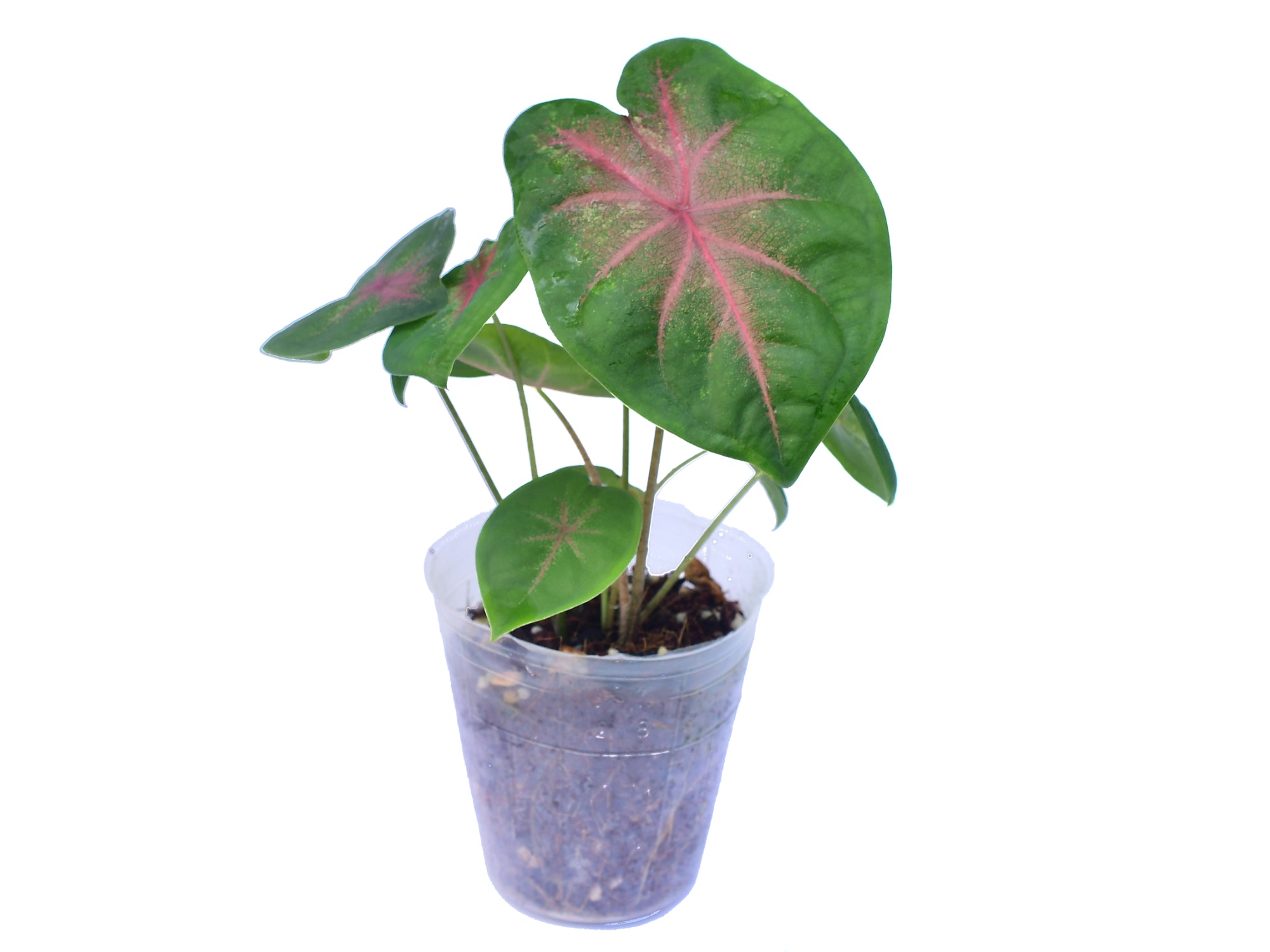 Caladium hortulanum x Cal. bicolor 'White Wing'