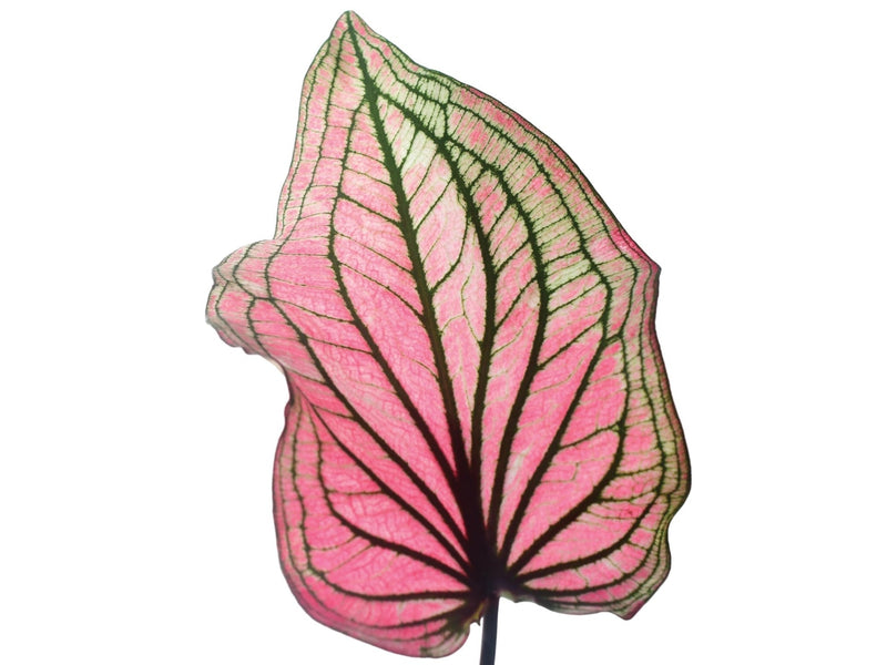 Caladium Lucia