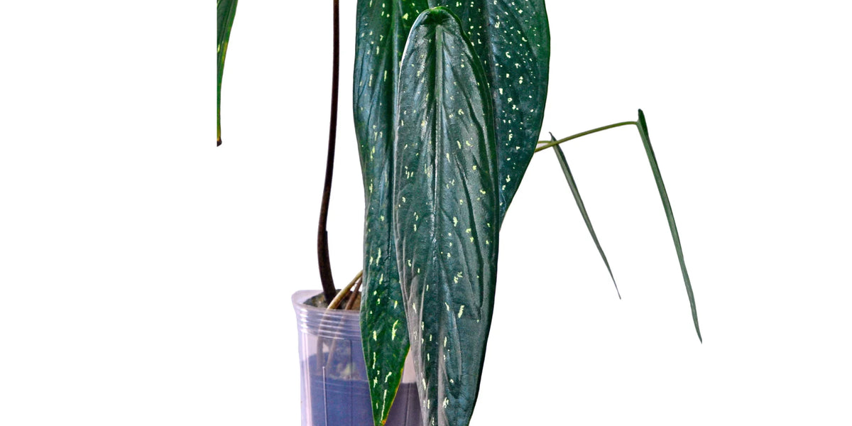 philodendron caladium Caladium palaciosii — Ecuagenera Orquídeas del Ecuador