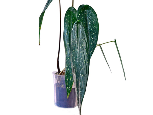 caladium monstera Caladium palaciosii