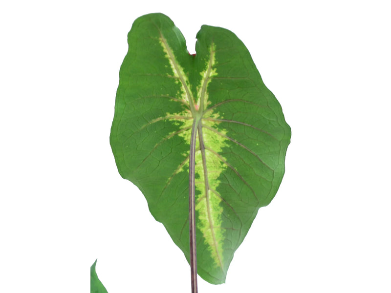 Caladium picturatum