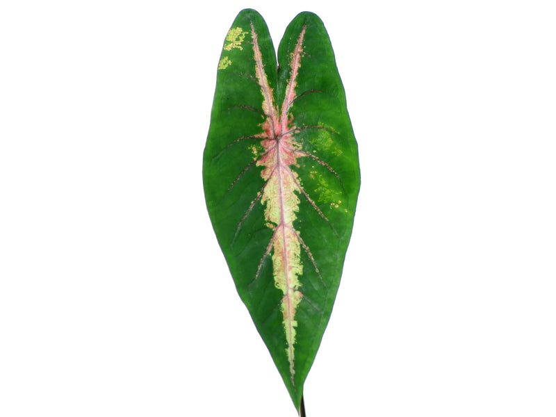 Caladium picturatum