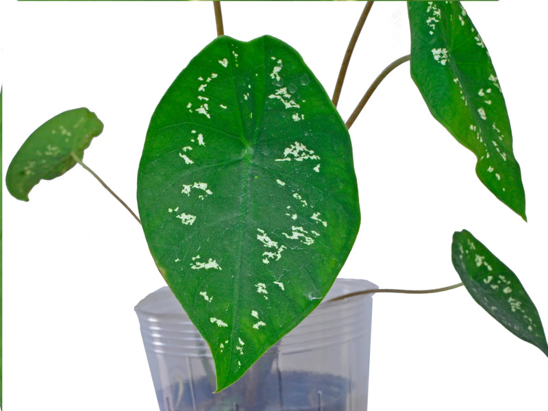 Caladium smaragdinum