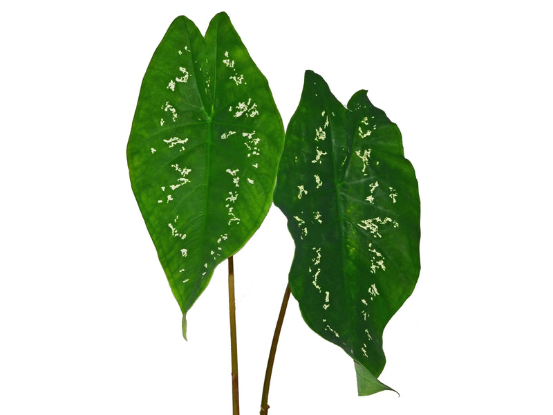 Caladium smaragdinum