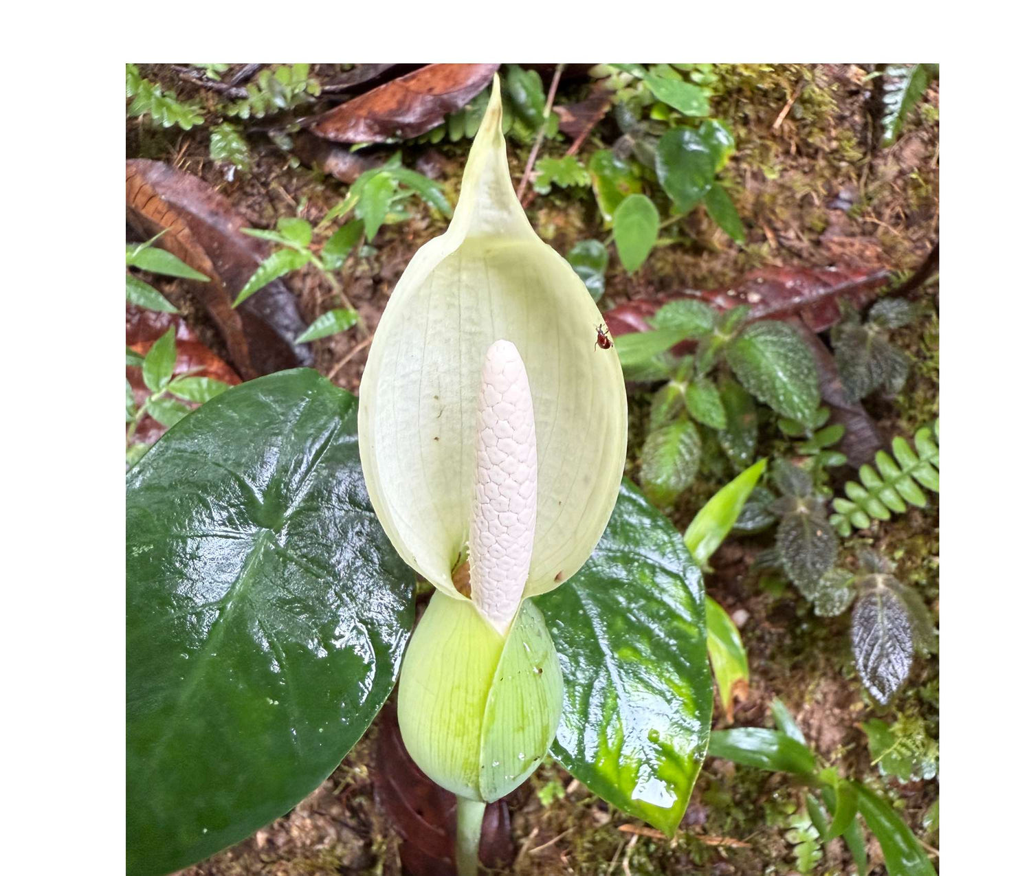 anthurium caladium Caladium smaragdinum — Ecuagenera Orquídeas del Ecuador