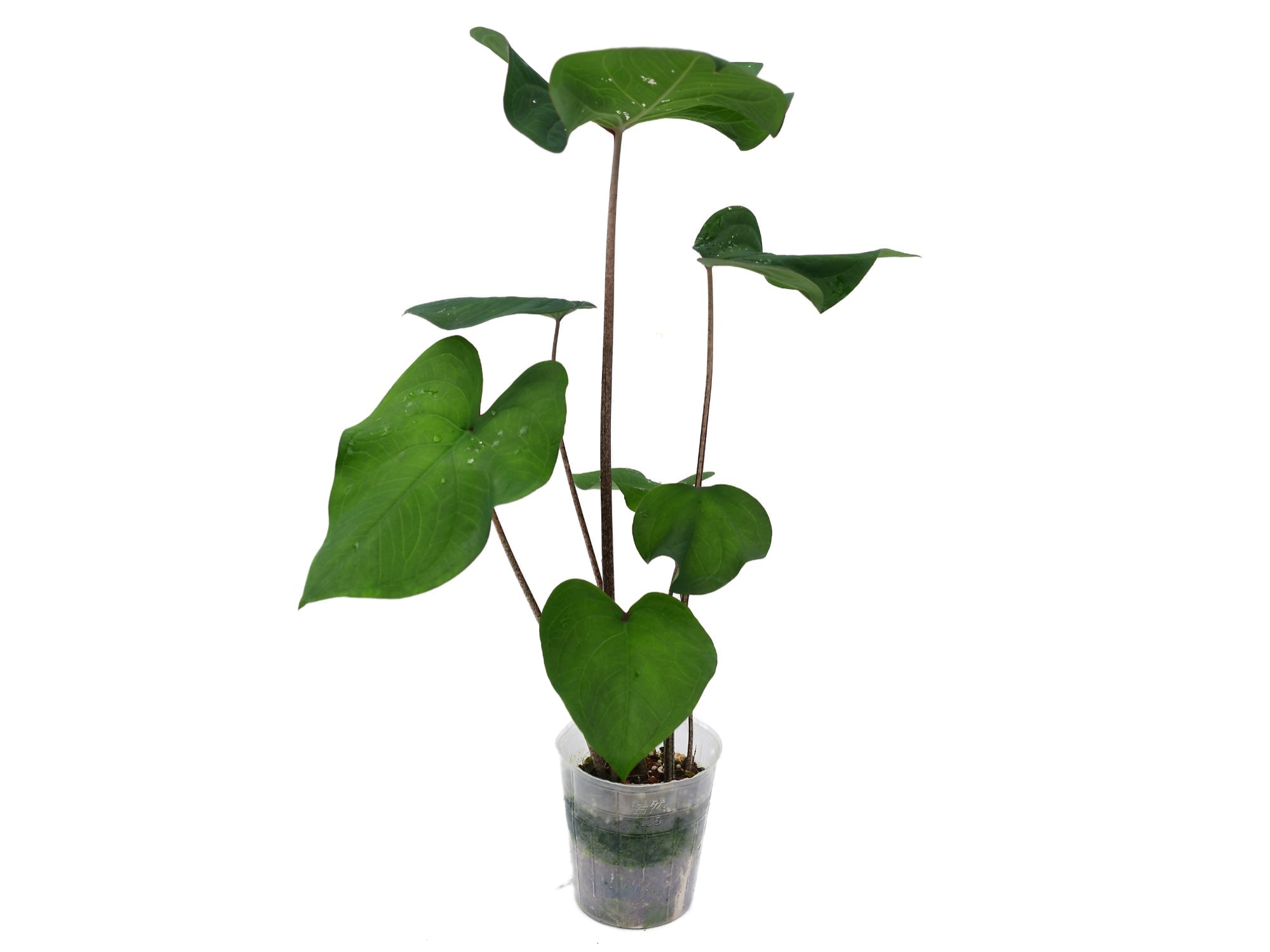 Caladium Tundayme