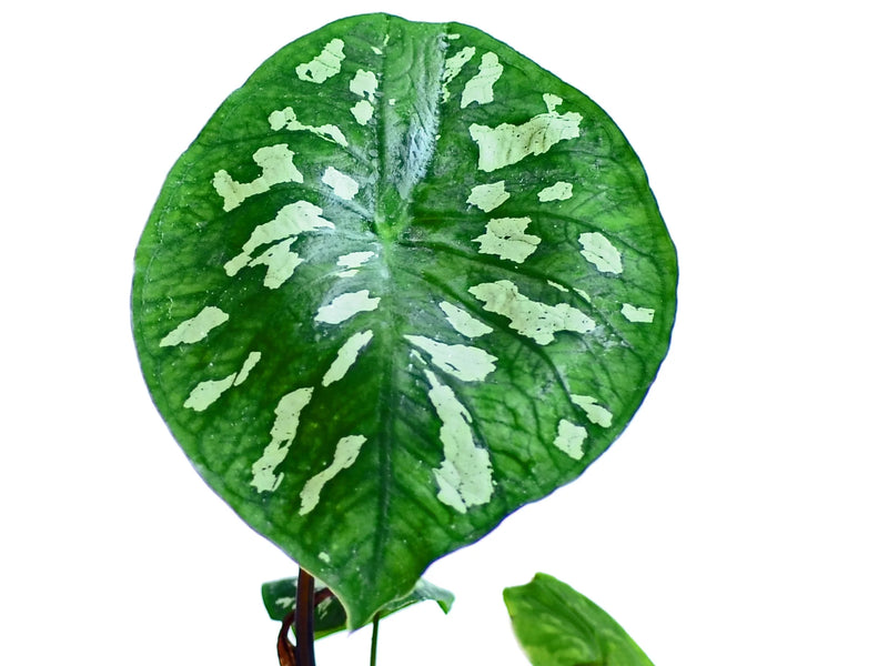 Caladium steudnerifolium