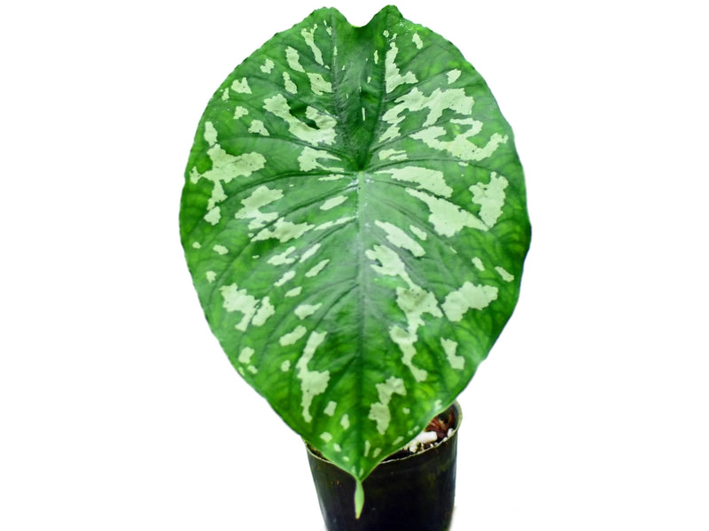 Caladium steudnerifolium