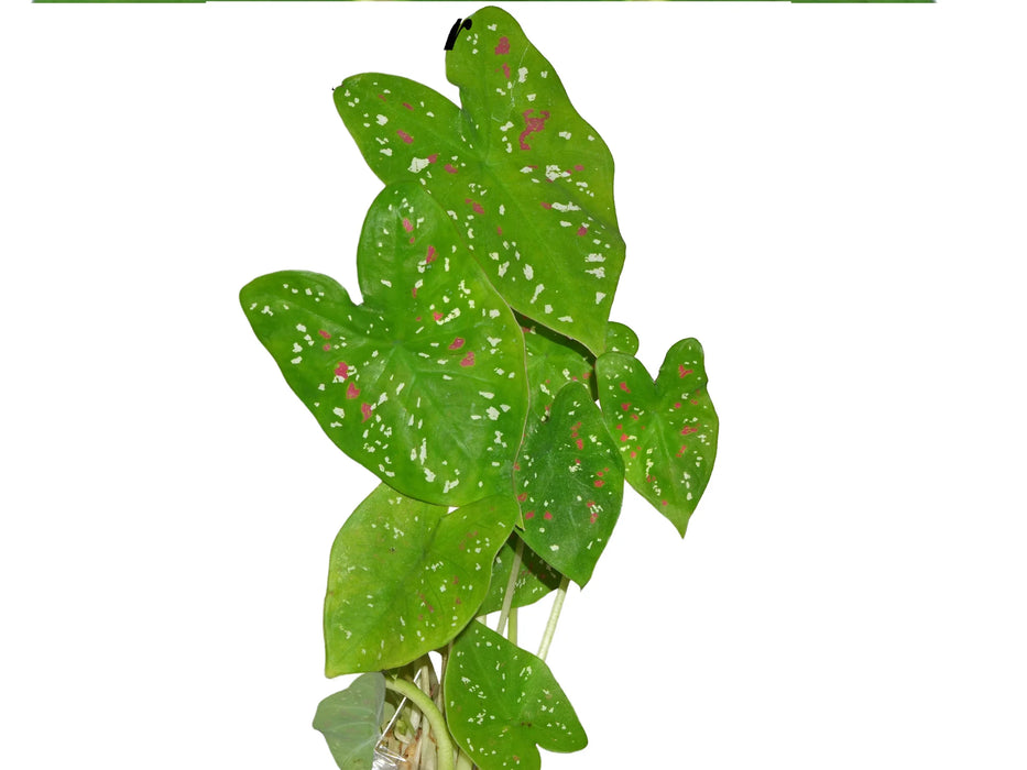 Caladium Versicolor