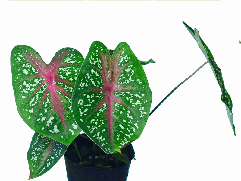 Caladium hortulanum 1