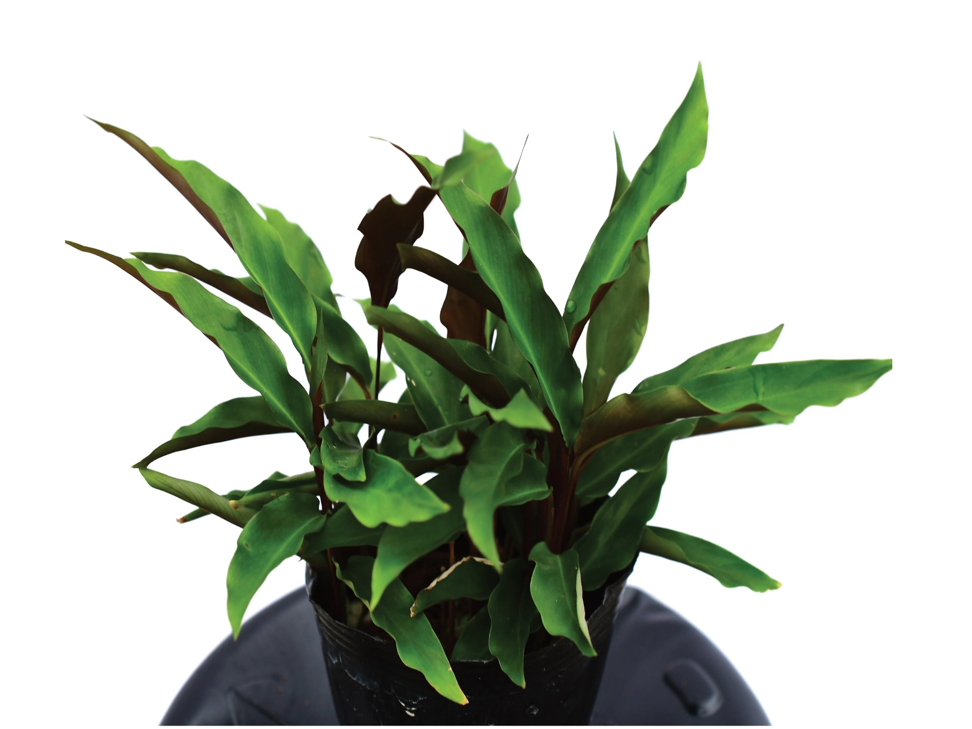 Calathea Orellana