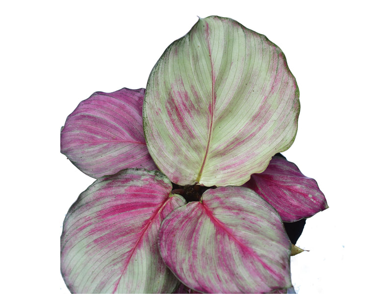 Calathea Red Fortune