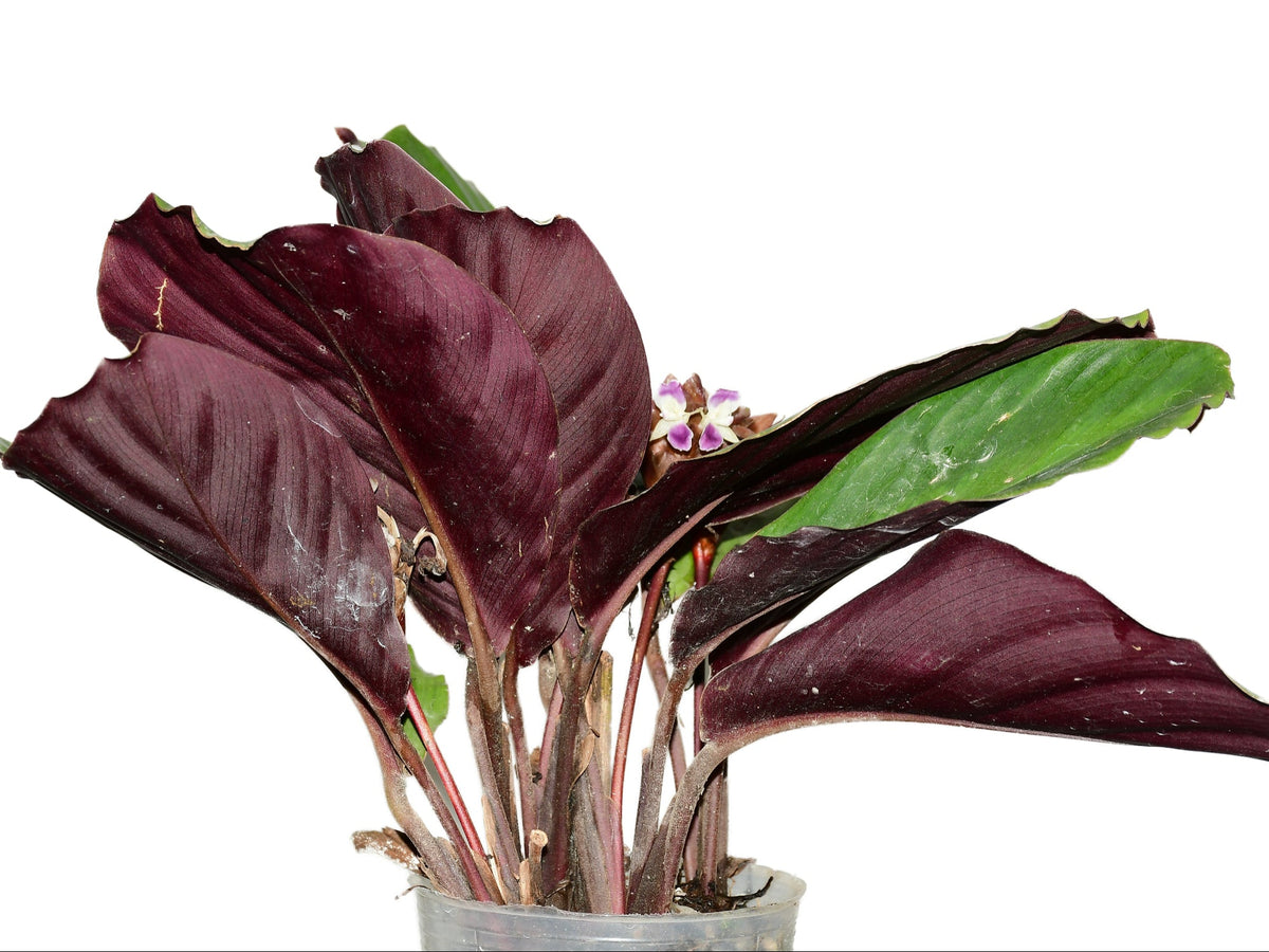 Calathea Amazonia