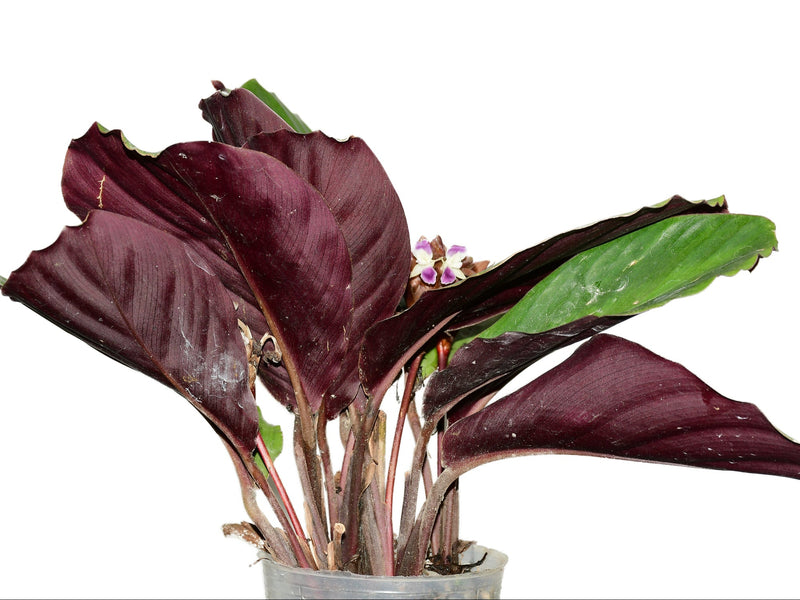 Calathea Amazonia