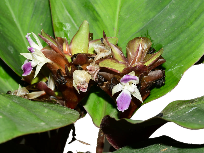 Calathea Amazonia