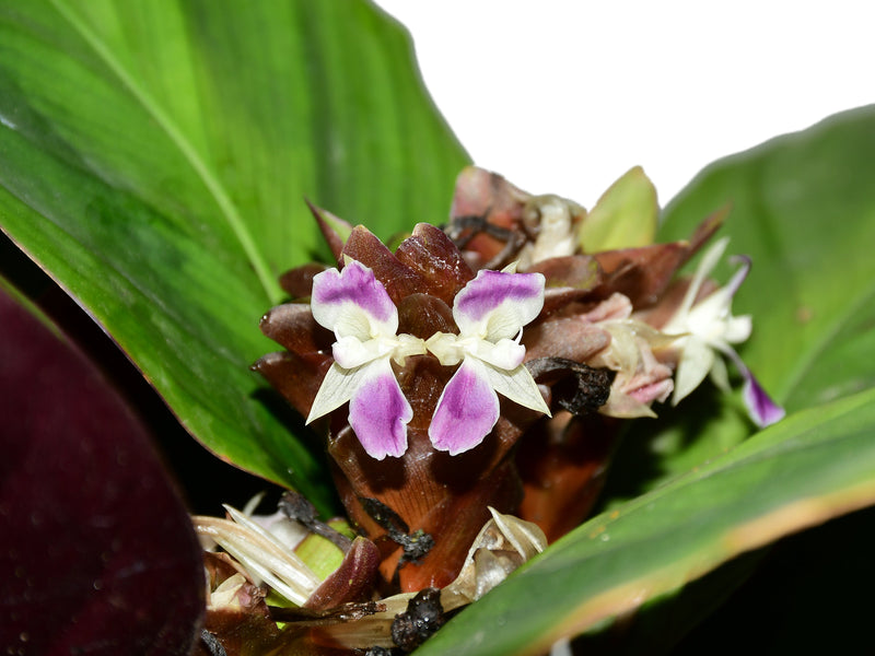 Calathea Amazonia