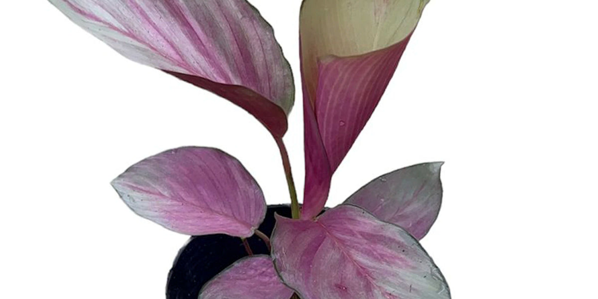 Calathea Pink Aurora