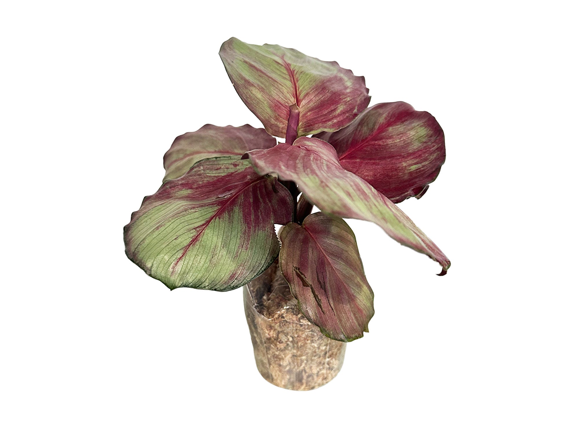 ララルーチュ レジーナ Calathea Red Fortune — Ecuagenera Orquídeas del Ecuador