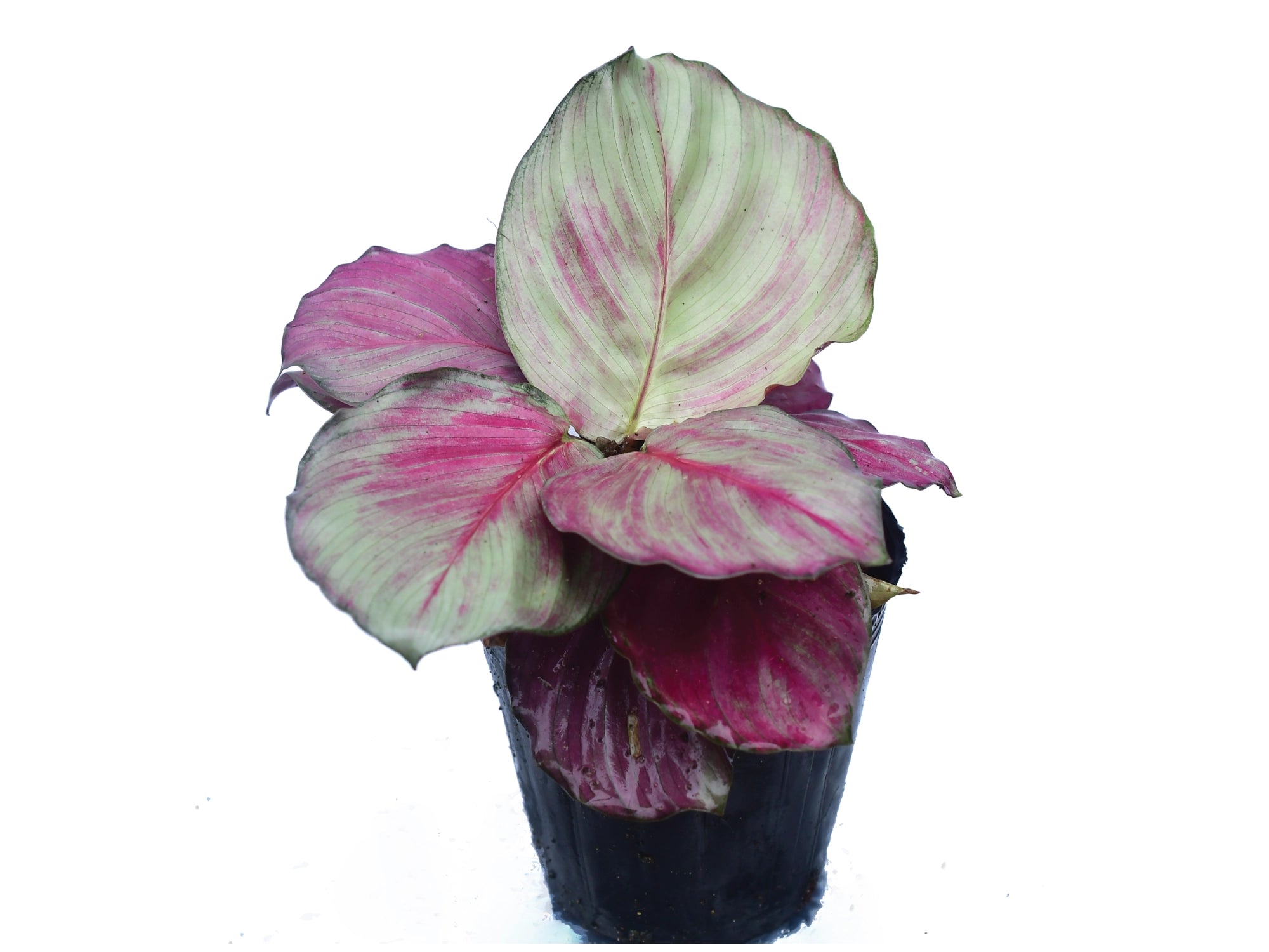 ララルーチュ レジーナ Calathea Red Fortune — Ecuagenera Orquídeas del Ecuador