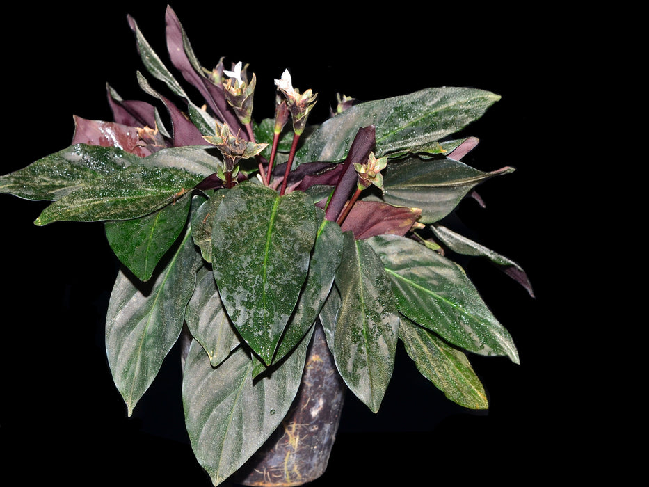 Calathea aemula