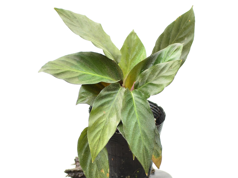 Calathea aemula