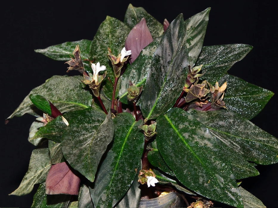 Calathea aemula 4