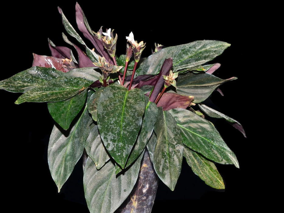 Calathea aemula 4