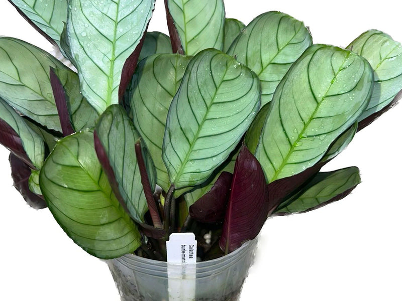 Calathea burle-marxii 'Amagris'