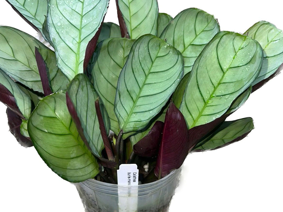 Calathea burle-marxii 'Amagris'