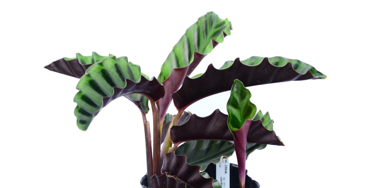 calathea gandersii Calathea gandersii — Ecuagenera Orquídeas del Ecuador